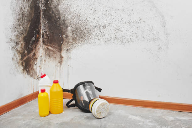 Attic Mold Removal in Clarinda, IA