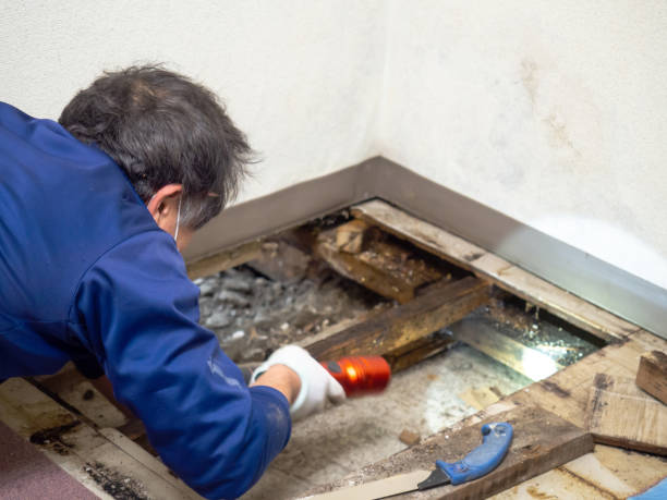 Best Crawl Space Mold Removal  in Clarinda, IA