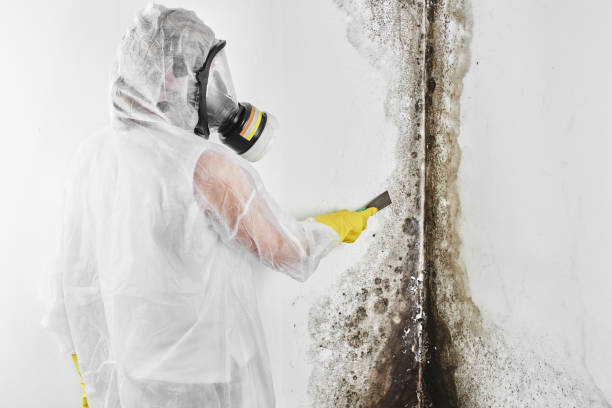 Professional Mold Removal in Clarinda, IA