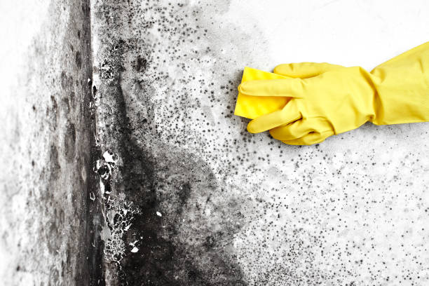 Best Mold Removal and Inspection  in Clarinda, IA