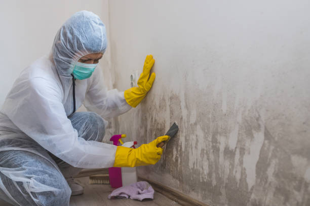 Best Mold Damage Repair  in Clarinda, IA