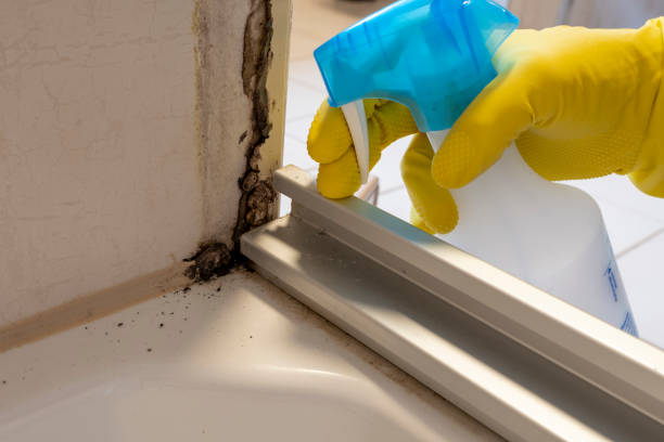 Best Fast Mold Removal  in Clarinda, IA