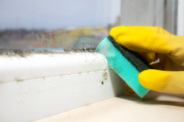 Best Mold Testing  in Clarinda, IA