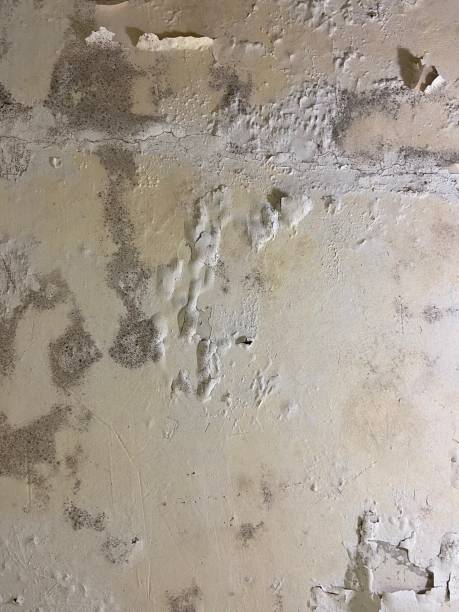 Crawl Space Mold Removal in Clarinda, IA