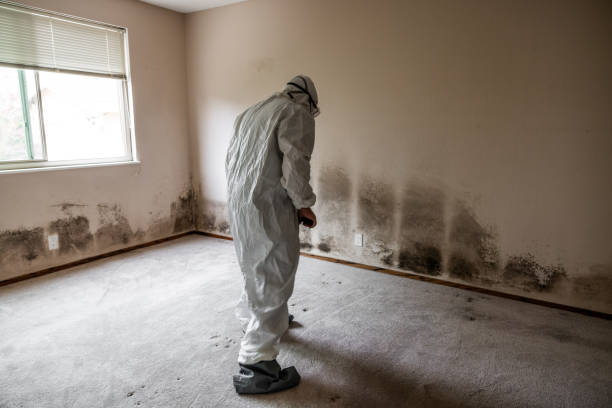 Best Black Mold Removal  in Clarinda, IA