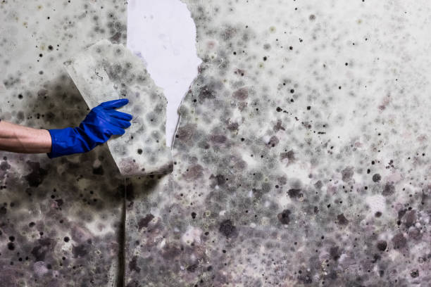 Best Professional Mold Removal  in Clarinda, IA