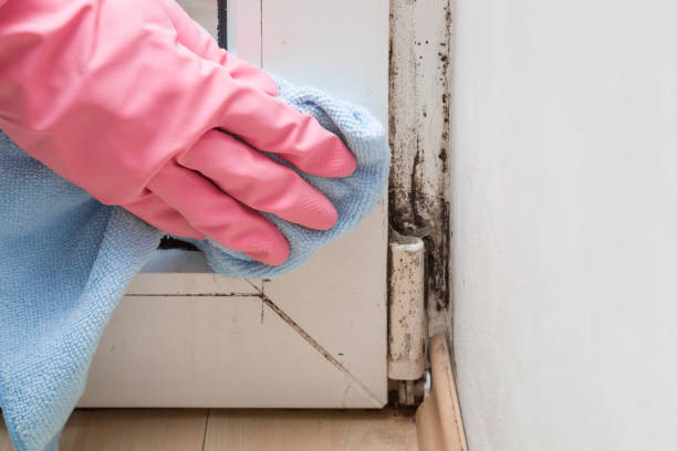 Best Certified Mold Removal  in Clarinda, IA