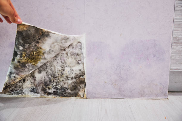 Best Commercial Mold Removal  in Clarinda, IA